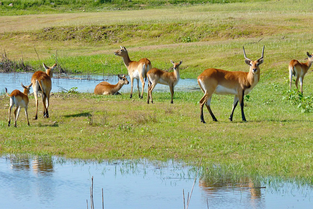 10 Days Luxury Safari