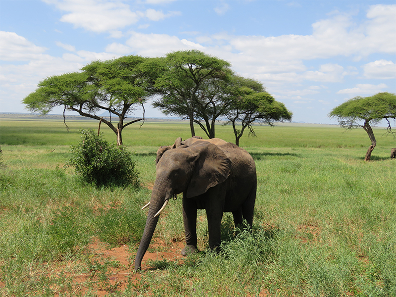 7 Days Tanzania Luxury Safari