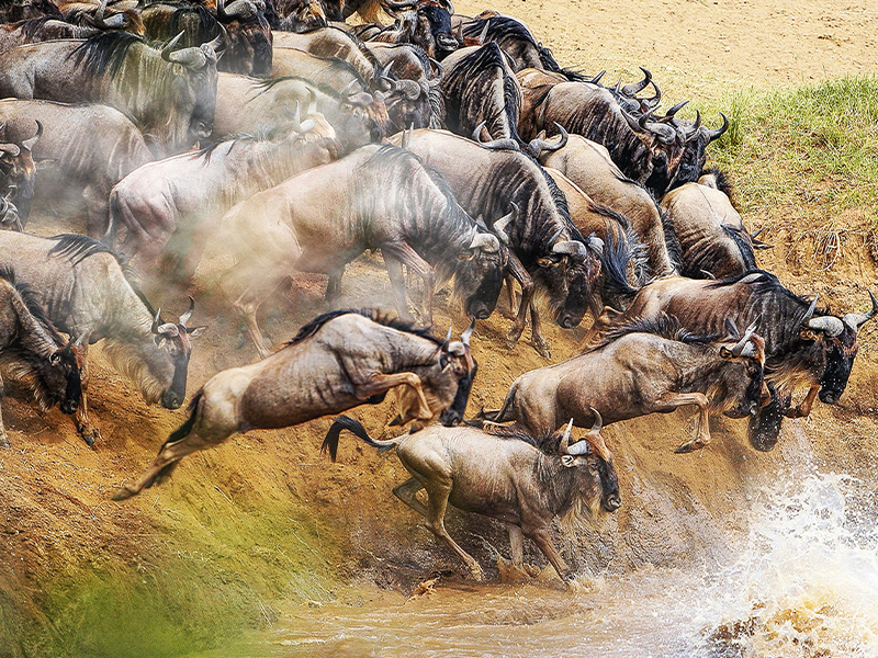 6 Days Grumeti River Crossing Tour