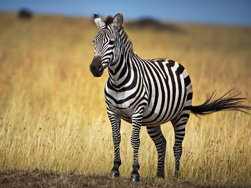 Family safari wildlife in Tanzania